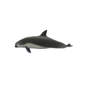 Vaquita